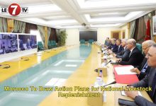 Photo of Morocco To Draw Action Plans for National Livestock Replenishment