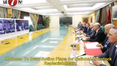 Photo of Morocco To Draw Action Plans for National Livestock Replenishment
